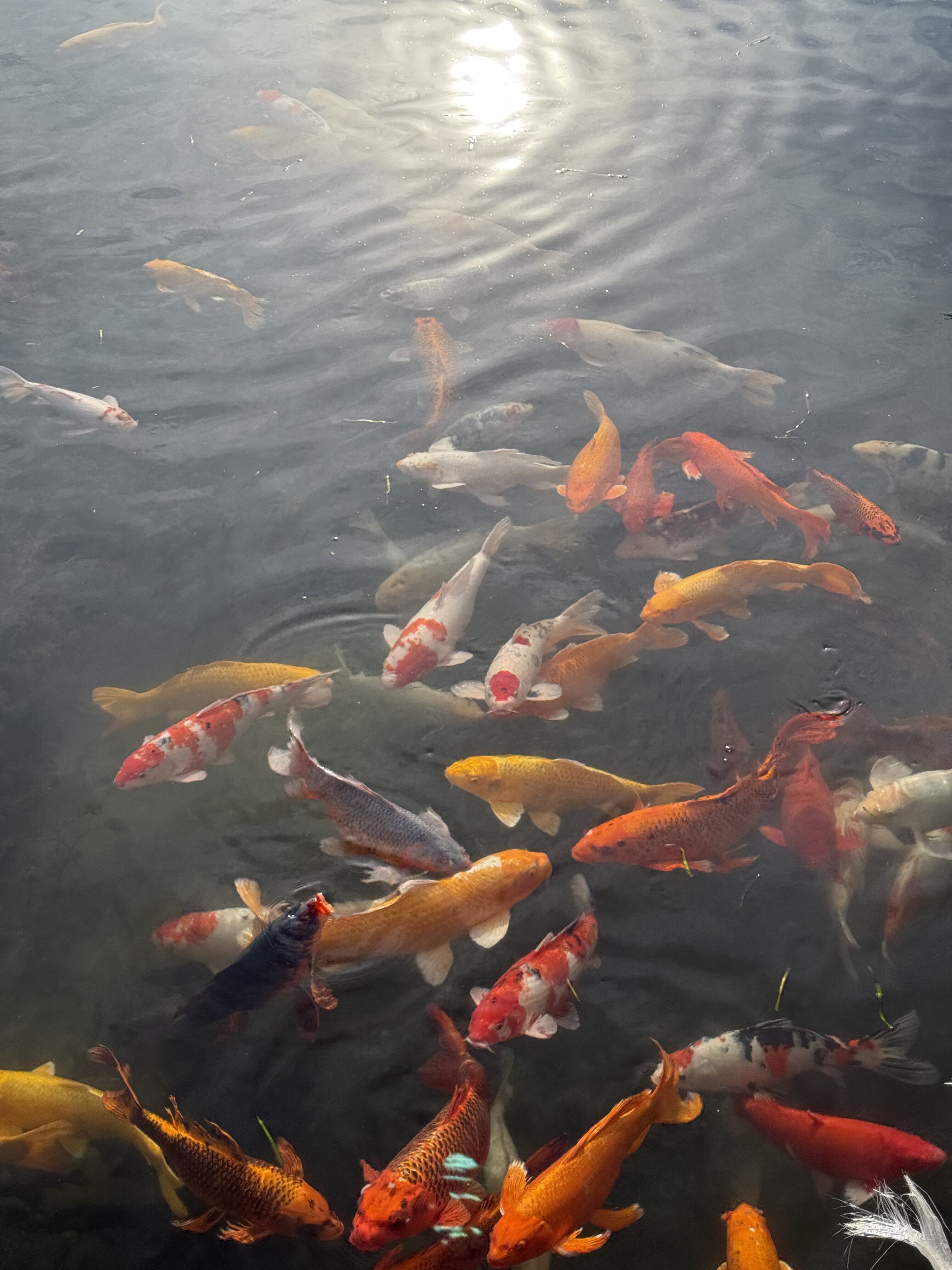 池塘里的鲤鱼都好大只