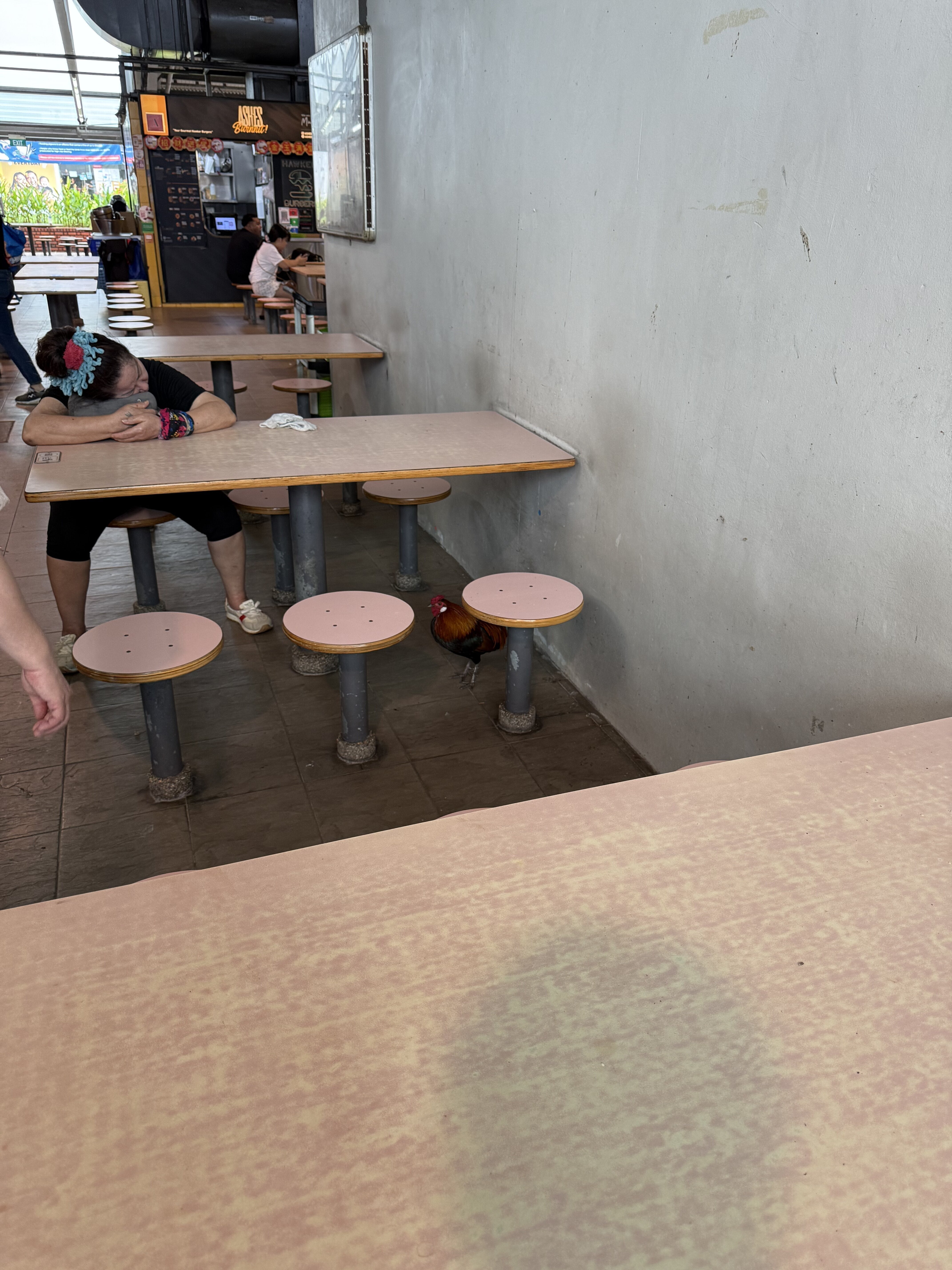 你看… 有鸡 🐔